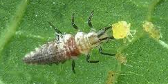 lacewing larvae4