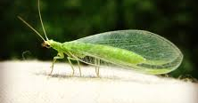 lacewing3